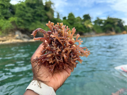 Raw Jamaican Purple Sea Moss